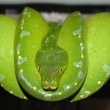 M.viridis arfak samice 980 g